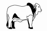 Brahman Cow Svg sketch template