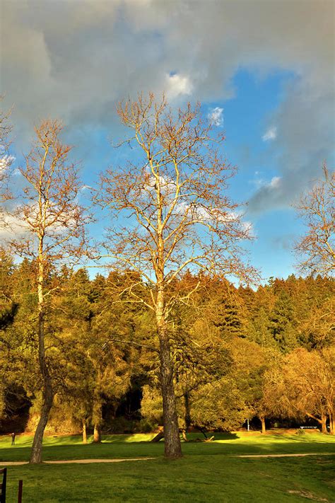sycamores  oaks photograph  larry darnell fine art america