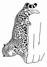 Leopard Gepard Parentune Cheetah sketch template