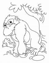 Coloring Gorilla Pages Kids Lazy Bokito Animals Popular Library Clipart sketch template