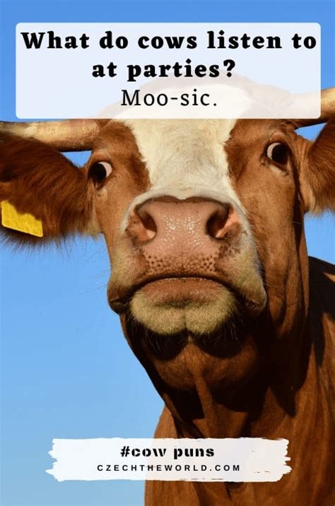 155 Best Cow Puns And Jokes That Are Simply Legen Dairy 2023