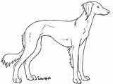 Saluki Coloring Deviantart Lines Designlooter Drawings 35kb 600px sketch template