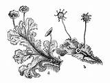 Liverwort Illustration Marchantia Plants Illustrations Botany Engraving Polymorpha Antique Common Umbrella Vector Stock Clip sketch template