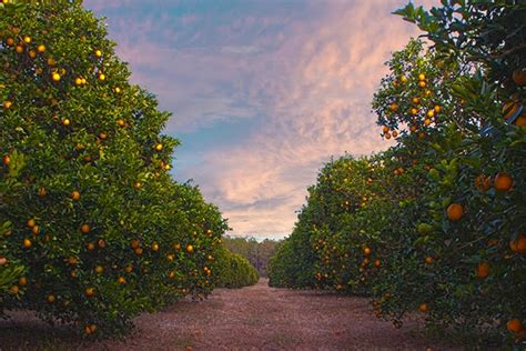 California Vs Florida Oranges What’s The Difference