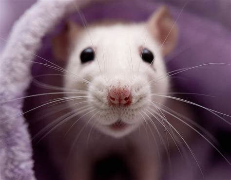 rats  big  cats infested entire row  houses  northfleet kent uk news expresscouk