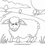 Colorare Sheep Schafe Pecore Disegni Coloring Shaun Carneiro Gregge Pecora sketch template