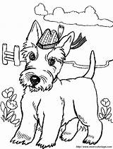 Terrier Colouring Colorir Escoces Scottie Cachorrinhos Printable Scotty Cappello Westie Angus Colorear2000 sketch template