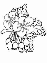 Disegni Coloring Bambini Hawthorn Espinheiro Flowers Crataegus Blumen Fiordaliso Animati Pesco Fior Coloratutto Colorironline Adulti Coloringpages101 sketch template