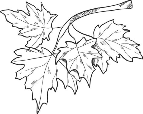 fall leaves   branch coloring page  printable coloring pages