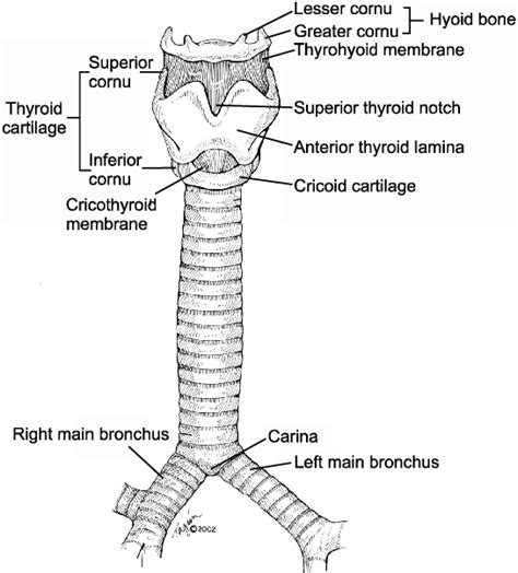Trachea Windpipe Definition Anatomy Function Diagram
