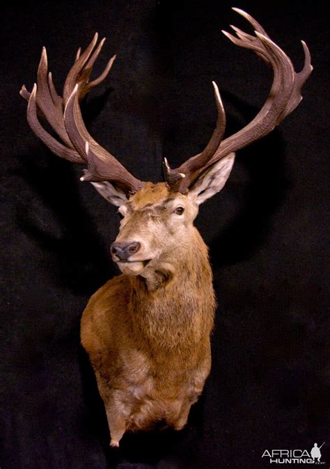 red stag wall pedestal mount taxidermy africahuntingcom