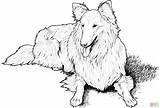 Coloring Dog Pages Puppy Collie Printable Realistic Kids Print Fluffy Color Border Dogs Colouring Breed Drawing Animals Newfoundland Ausmalbild Designlooter sketch template
