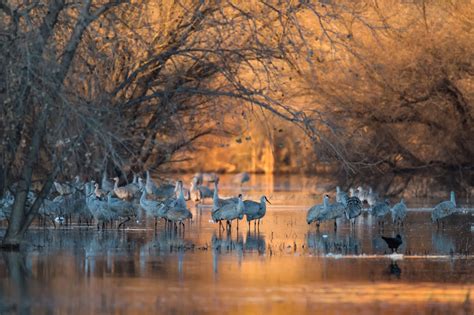 Sandhill Cranes In The Water At Sunrise At Bosque Del Apache Ne Day