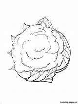 Cauliflower Getdrawings Drawing Coloring sketch template