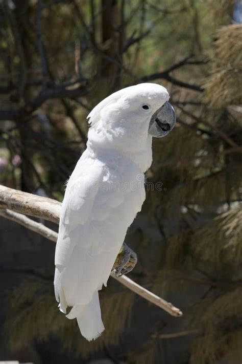 white parrot perching stock image image  perch vivid