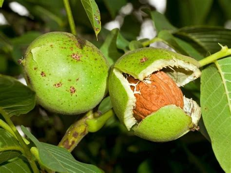 walnut cultivation land preparation climate fertilizer requirement