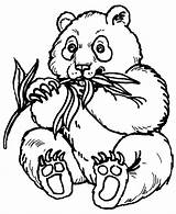 Coloring Panda Giant Pages Baby Clipart Popular sketch template