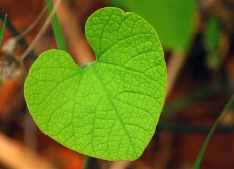 heart shaped leaf plant nature  pieces  nature
