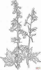 Delphinium Larkspur Coloring Tall Elongatum Flowers Drawing Pages Flower Drawings Delphiniums Supercoloring Carmin Sketches Printable Sketch Color Super Designs Dibujo sketch template