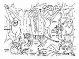 Coloring Animals Pages Rainforest Animal Printable Asian Kids Jungle Tropical Forest Asia Plants Habitat Clipart Chameleon Rainforests Colouring Lego Amazon sketch template