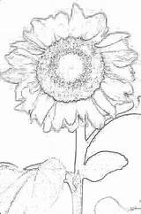 Sunflower Coloring Pages Italophile Girasole Color sketch template
