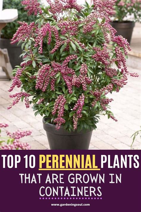 top  perennial plants   grown  containers plants perennial plants shade garden plants