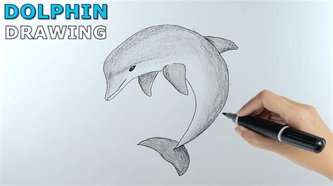 drawing  dolphin easy drawing tutorial youtube