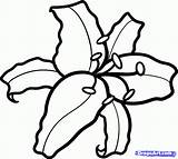 Lily Coloring Pages Stargazer Drawing Flower Lilies Step Draw Nature Techniques Board Choose Dragoart sketch template