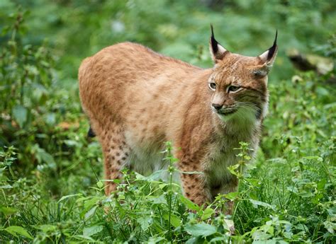 move  reintroduce lynx