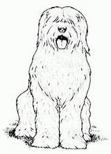 Colorir Cachorro Sheepdog Dibujar Imprimir Cachorrinho Aguas Shepherd sketch template