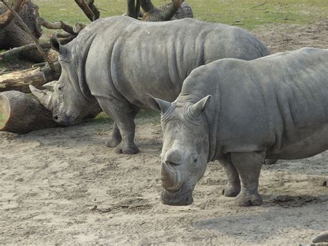 neushoorns  safaripark beekse bergen animals hippopotamus netherlands