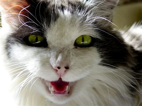 cat meowing  stock photo public domain pictures