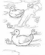 Coloring Pages Ducks Animal Farm Duck Pond Family Animals Printable Kids Swimming Clipart Print Despereaux Tale Sheet Activity Book Para sketch template