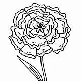 Carnation Coloring Pages Flower Printable Green Button Using Print sketch template