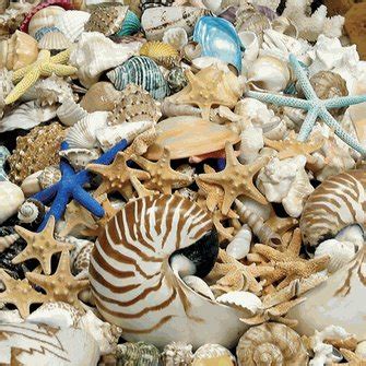buried  betsys closet seashells