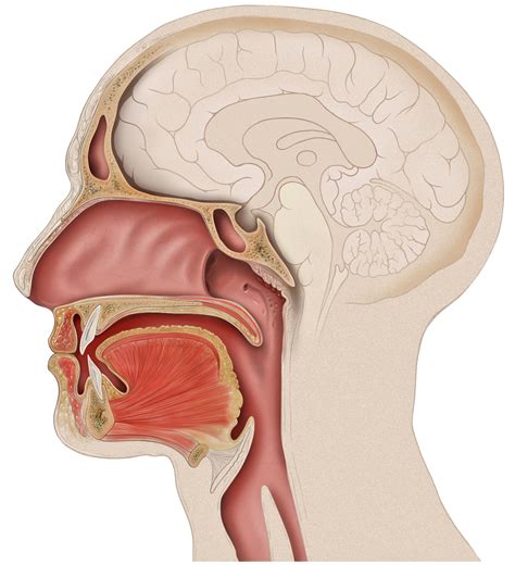 filehead lateral mouth anatomyjpg wikimedia commons