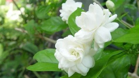 white fresh indian jasmine flowers at rs 300 kg in madurai id