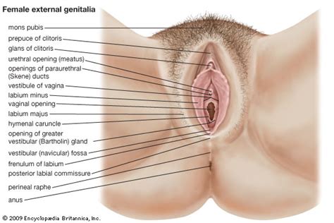 Human Reproductive System