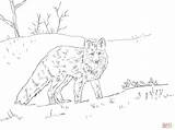 Fox Coloring Pages Snow Red Skip Main sketch template
