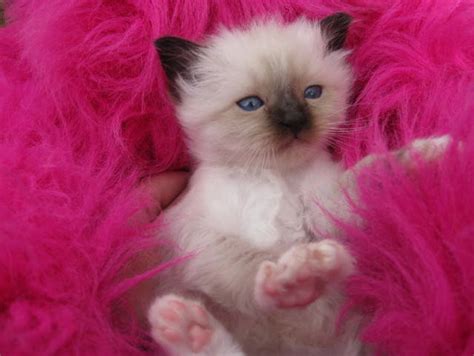 Birman Kitten Seal Point Male For Sale Adoption From Queensland