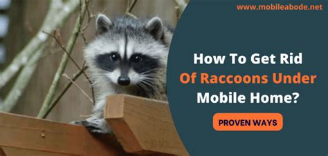 rid  raccoons   mobile home