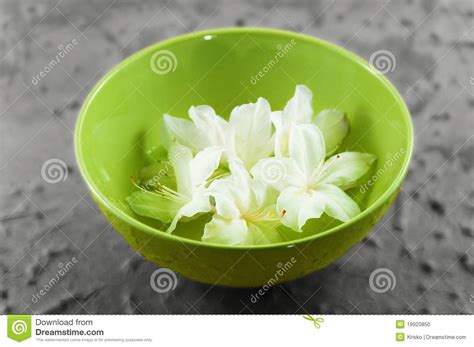 zen beauty spa green bowl stock photo image  freshness