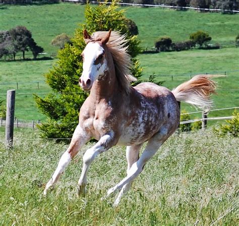 hope  horses horse color genetics     sabino