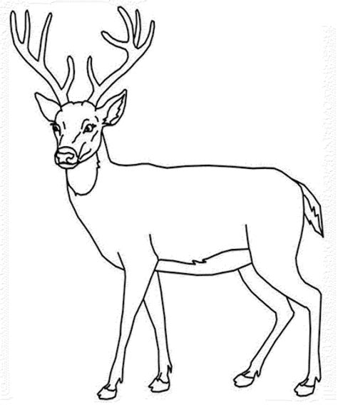 deer head drawing easy  getdrawings