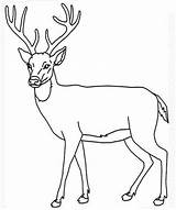 Deer Easy Drawing Head Getdrawings Skull sketch template