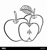 Apfel Skizze Gezeichnet Mele Gezeichnete Isoliert Apfeln Bozzetto Isolato Tracciata Fumetto Illustrazione Linie sketch template
