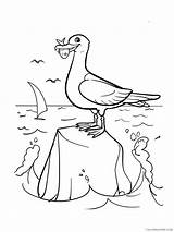 Seagull Coloring Coloring4free Seagulls sketch template