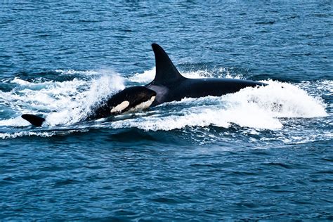 time  orca   raising  whale species