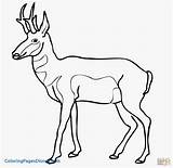 Antelope Pronghorn Coloring Pages North American Clipart Impala Printable Color Print Drawing Wildlife Saiga Getcolorings Drawings Designlooter Supercoloring Sketch Head sketch template