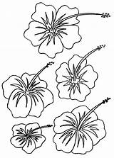 Flower Coloring Hibiscus Pages Hawaiian Flowers Printable Drawing State Kids Print Color Luau California Tropical Symbols Hawaii Colouring Getcolorings Getdrawings sketch template